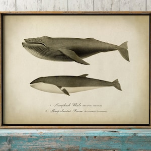 Wale, Art Print, Bleistiftzeichnung, Beachy Wanddekor, nautische Kunst, Küstendeko, Meeresleben Wandkunst