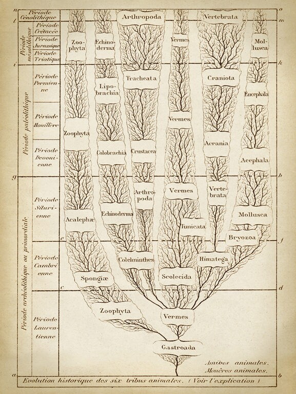 EVOLUTION TREE CHART Print Tree of Live Art Poster Evolution | Etsy