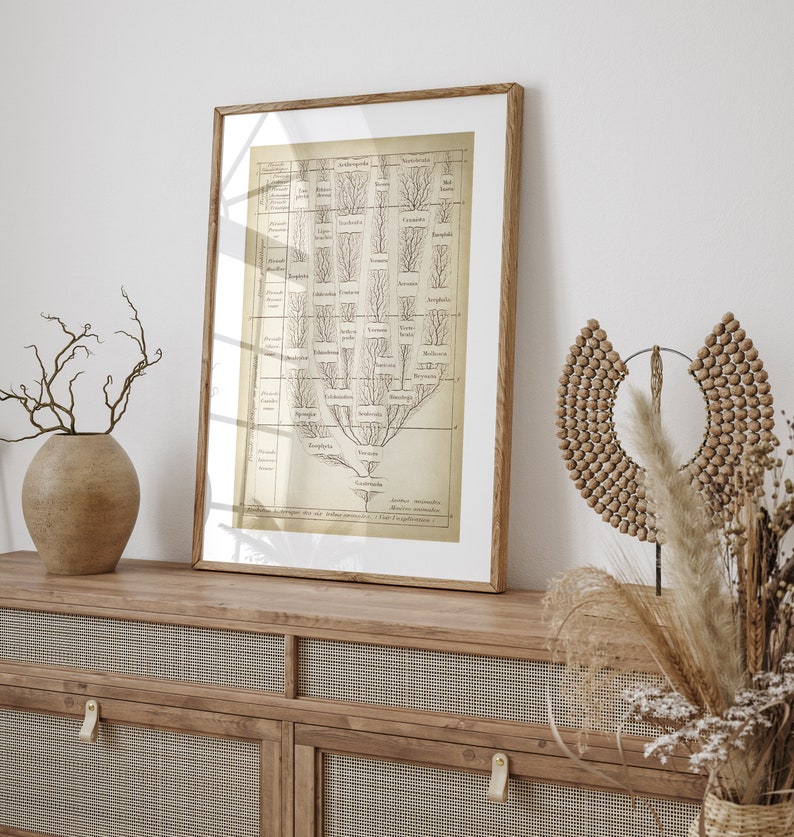 May include: A framed vintage botanical illustration of a tree with branches and leaves. The illustration is in black and white and is set against a cream background. The frame is a light brown wood.