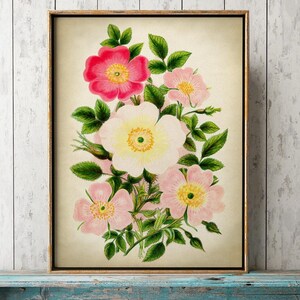 May include: A vintage botanical illustration featuring a cluster of pink and white roses with green leaves. The flowers are depicted in a realistic style with delicate details.