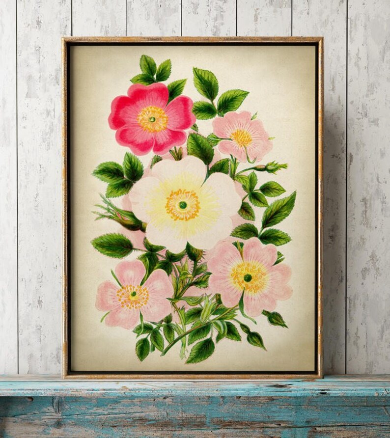 May include: A vintage botanical illustration featuring a cluster of pink and white roses with green leaves. The flowers are depicted in a realistic style with delicate details.