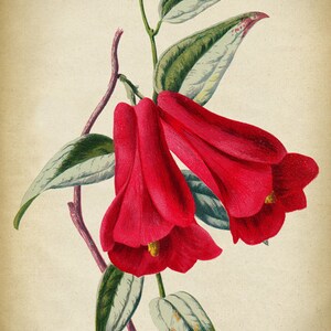May include: A vintage botanical illustration of a red flower with green leaves. The flower has a bell-shaped bloom and is depicted in a delicate, detailed style.
