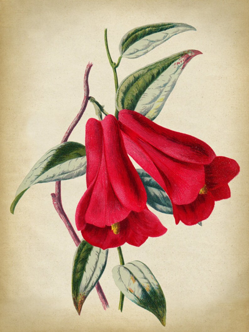 May include: A vintage botanical illustration of a red flower with green leaves. The flower has a bell-shaped bloom and is depicted in a delicate, detailed style.