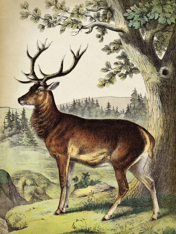 DEER Print SET of 2, Deer and Elk Poster, Forest Animal, Vintage