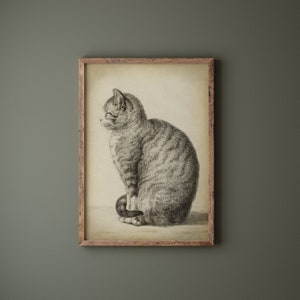 Cat Art Print, Sitting Cat, Pencil Drawing of a Cat Side, Vintage Style, Domestic Cat, Domestic Animal, Aged Cat Illustration Wall Art image 8
