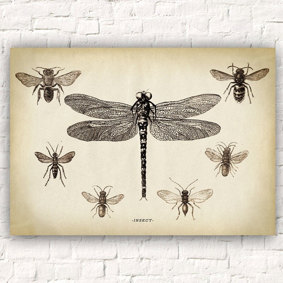 Dragonfly Chart