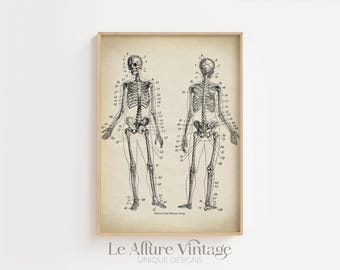 Vintage Skeleton Anatomy Print, Medical Wall Art, Human anatomy artwork, printed and mailed