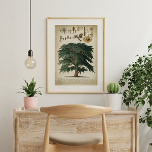 May include: A vintage botanical illustration of a cedar tree with detailed drawings of its leaves, cones, and seeds. The illustration is framed in a light wood frame and hangs on a white wall.