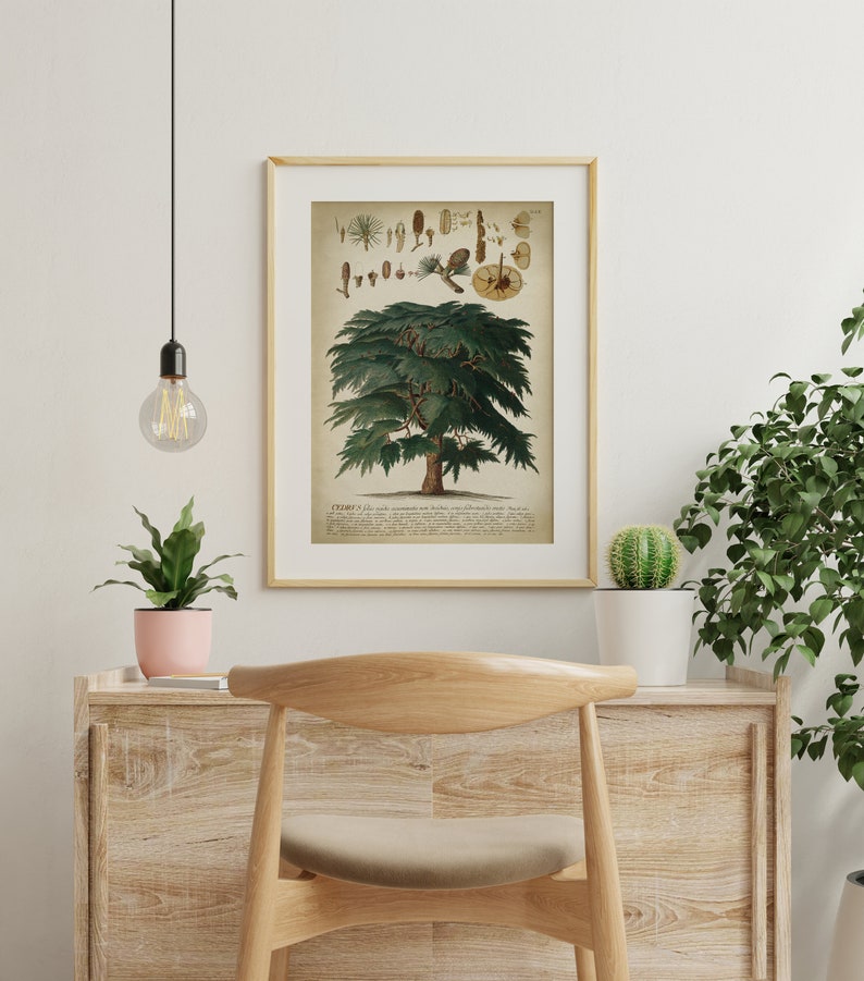 May include: A vintage botanical illustration of a cedar tree with detailed drawings of its leaves, cones, and seeds. The illustration is framed in a light wood frame and hangs on a white wall.