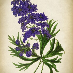 以下が含まれることがあります： 紫色のデルフィニウム・バーロウイの花と緑の葉のヴィンテージな植物画。イラストはクリーム色の背景に描かれており、下部に「Delphinium Barlowii」の文字が書かれている。