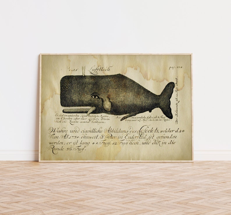 Aged WHALE Poster, Whale Print, Marine Decor, Nautical Art, Seal Life, Marine Life Print, Beach Home, Coastal theme, unframed wall art image 2