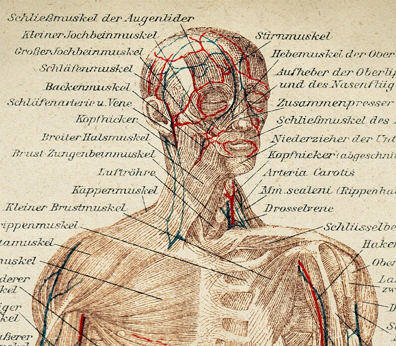 ANATOMY PRINT Anatomy Poster Muscles Print Human Body Etsy