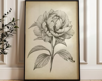 Impresión artística de un boceto de rosa: dibujo botánico vintage a lápiz
