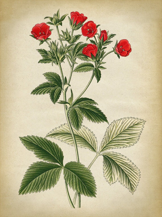 Botanical Chart