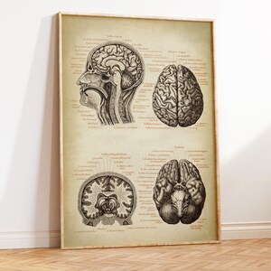 Vintage style scientific anatomy poster showing different sides of human brains and head inside, there is scientific text in german at the side of the illustrations.  The print have a encyclopaedia style.