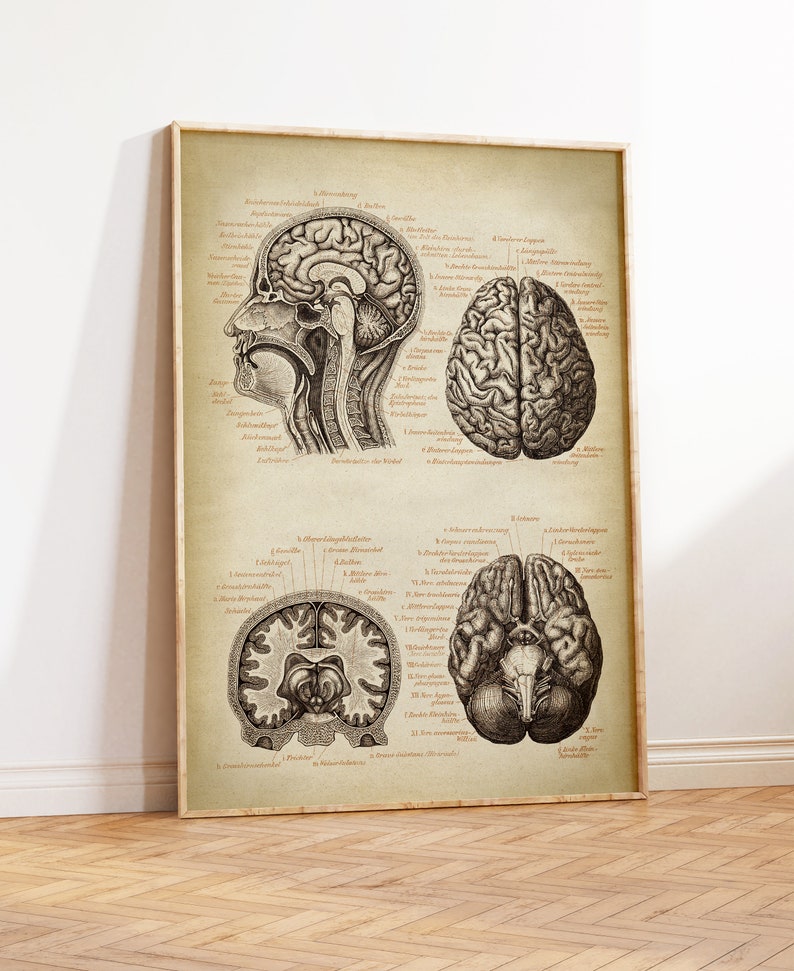 Vintage style scientific anatomy poster showing different sides of human brains and head inside, there is scientific text in german at the side of the illustrations.  The print have a encyclopaedia style.