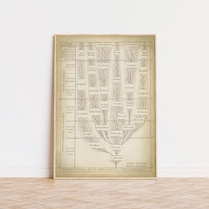 May include: A vintage illustration of a tree-like diagram showing the evolutionary history of animal life. The diagram is labeled in German and includes the names of various animal groups, such as Vertebrata, Arthropoda, and Mollusca.