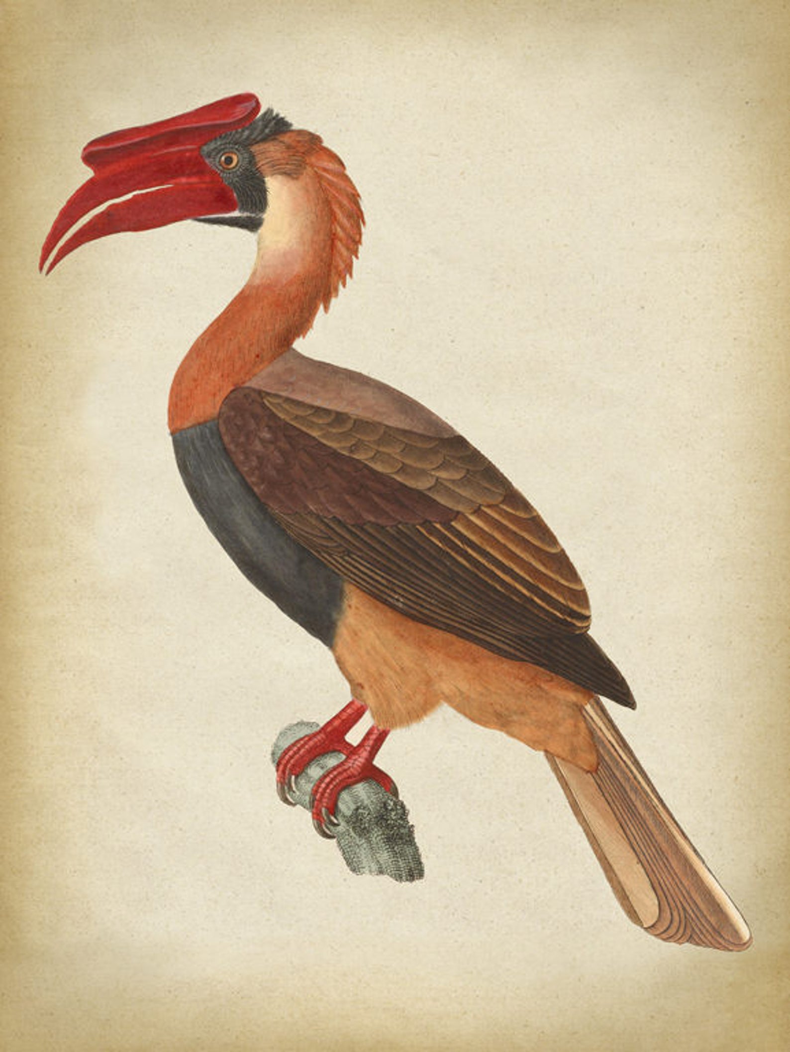 Great Hornbill BIRD Print Bird Poster Hornbill Print Exotic | Etsy