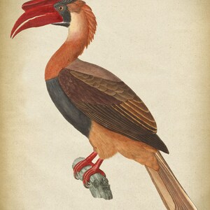 Great Hornbill BIRD Print, Bird Poster, Hornbill Print, Exotic Bird ...