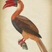 Great Hornbill BIRD Print, Bird Poster, Hornbill Print, Exotic Bird ...