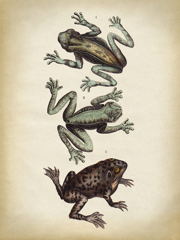 Antique Frog Print: Zoology Scientific Illustration, Amphibian