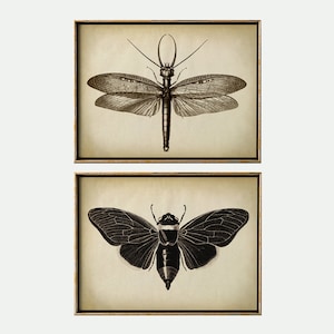 Insect print SET of 2, insect poster, moth print, butterfly print, fly print, antique entomology posters, flies wall decor, flies