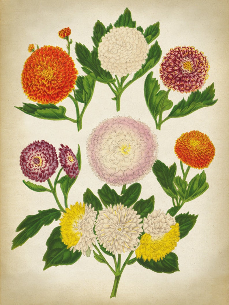 Chrysanthemums BOTANICAL Print Flowers Poster Botanical Wall | Etsy