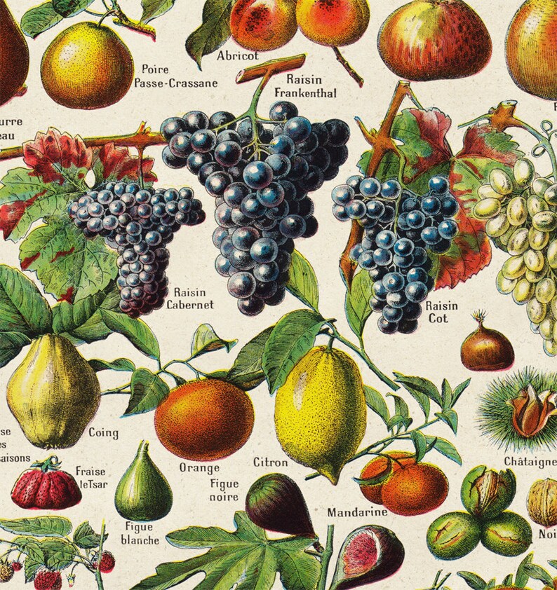 FRUITS BOTANICAL Poster Fruit Print Fruit Chart Pinnaple Etsy
