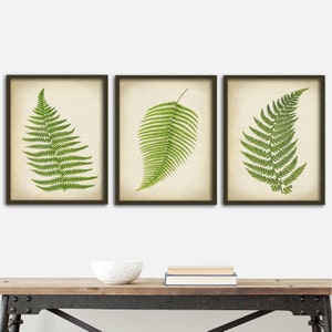 Botanical Fern Print SET of 3 Art Posters, Botanical Room Decor, Ferns Wall Decor, Green Plants Art, Forest, Fast Track Shipping