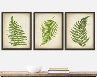 Conjunto de láminas de helechos botánicos: arte vegetal antiguo (juego de 3)