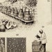 BEEKEEPING Poster, Beekeeper Chart Print, Apiculture Art Illustration ...