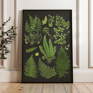 Stampa di felce. Stampa botanica. Illustrazione scientifica, arte murale di felci, studio della tabella delle felci, arte botanica scura, tabella botanica. Arte spedita