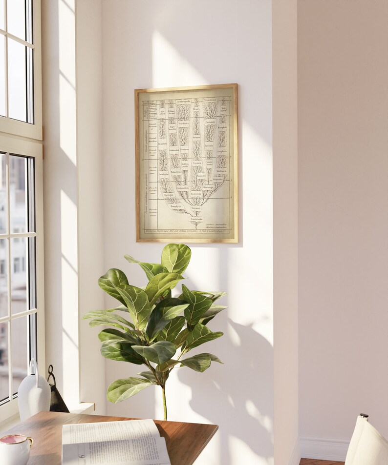 May include: A vintage-style print of a tree-like diagram with branches and labels. The print is framed in a light wood frame and hangs on a white wall. A green plant sits on a wooden table in the foreground.