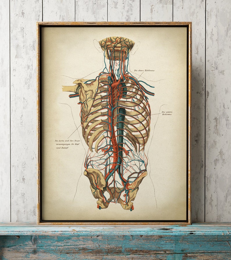 Анатомический плакат. Анатомические постеры. Постеры по анатомии. Необычные анатомические рисунки.