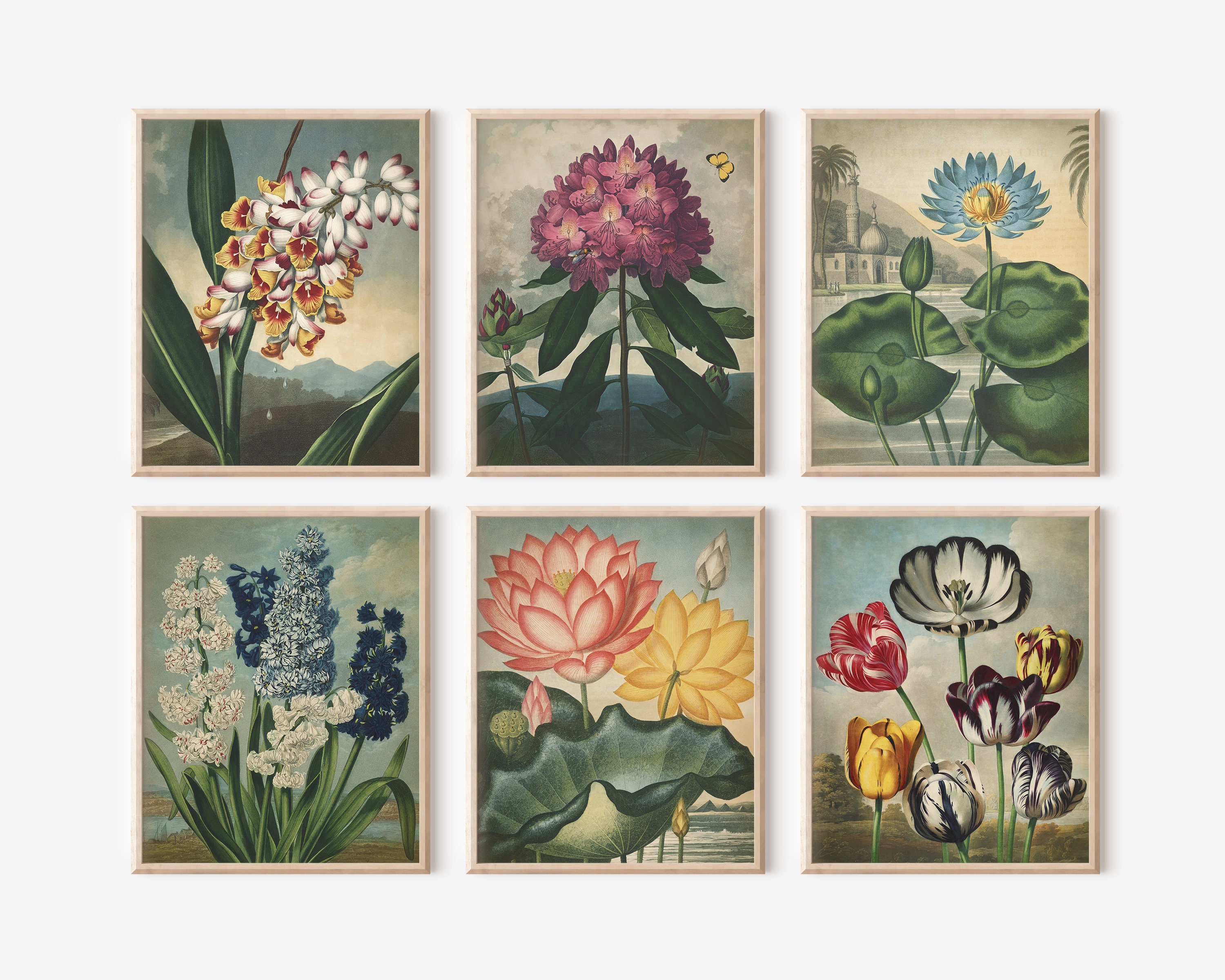 Botanical Print Set of 6: Vintage Flower Art Posters - Etsy