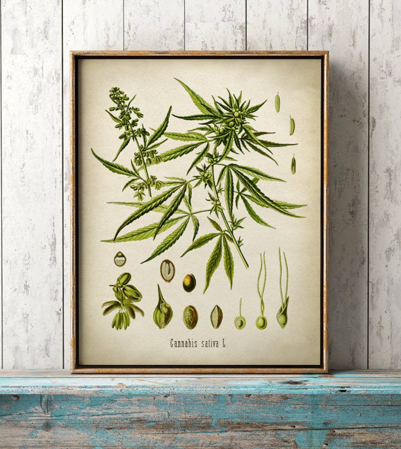 Cannabis Sativa botanical print, Cannabis print, antique Cannabis poster, Cannabis art, botanical print, wall decor Fast Track Shipping image 1