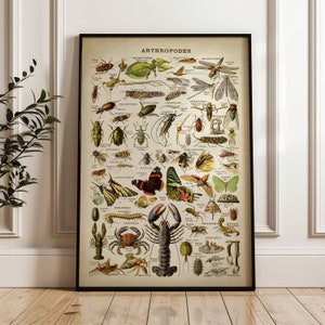Adolphe Millot Poster, Insects vintage scientific illustration, wall chart Larousse print, entomology, mailed and shipped art