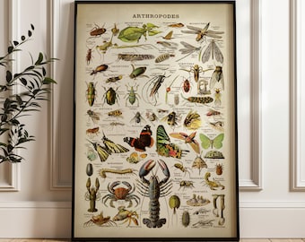 Adolphe Millot Insect Poster: Vintage Larousse Scientific Illustration