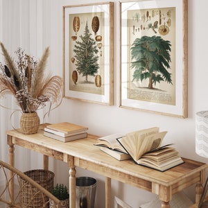 May include: Two framed botanical prints of trees with detailed illustrations of their leaves, branches, and cones. The prints are hanging on a white wall above a wooden console table with books and a vase of dried flowers.
