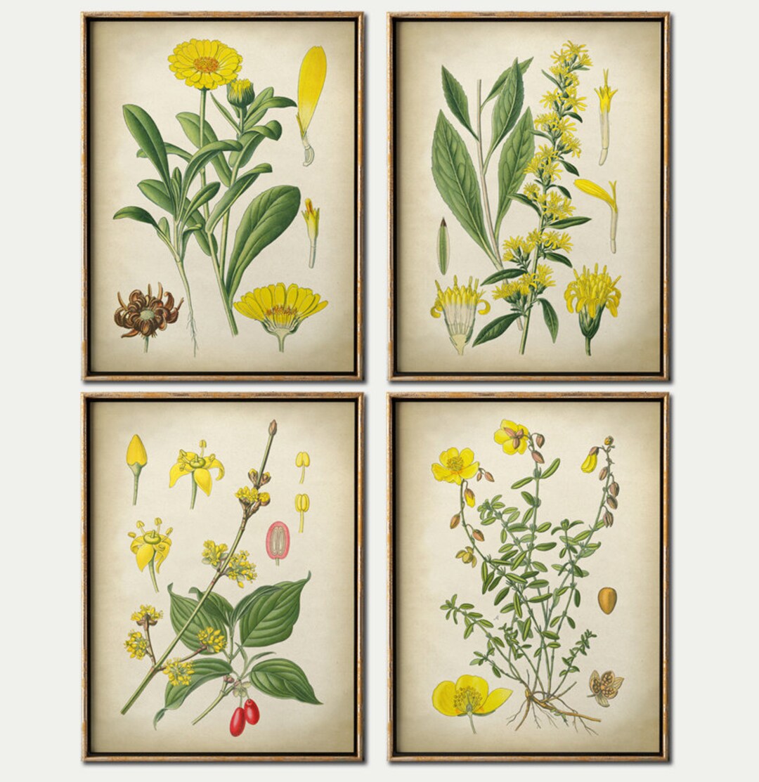Yellow Flower Botanical Print Set: Vintage Floral Art, Set of 4 - Etsy