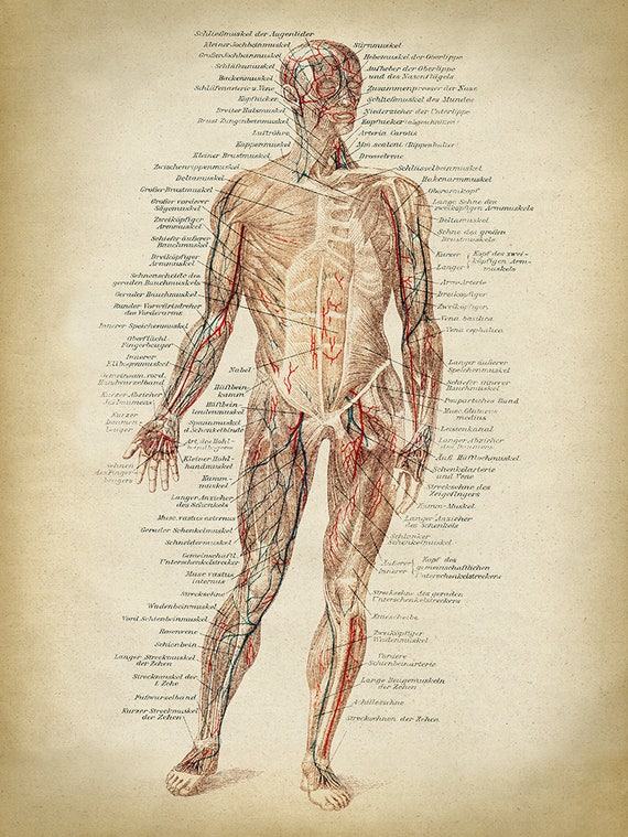 ANATOMIA STAMPA, Poster Anatomia, Stampa Muscoli, Poster Corpo