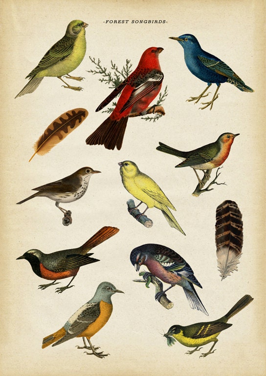 Bird Poster Birds Print Bird Chart Study Poster Bird Art Etsy