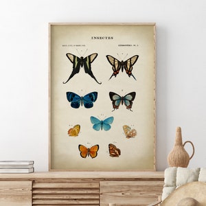 Poster Schmetterlinge, Karte Lepidopteres, Insekten, Insekten, Druck, wissenschaftliche Illustration, Schmetterlinge Karte, Vintage Schmetterling, Entomologie