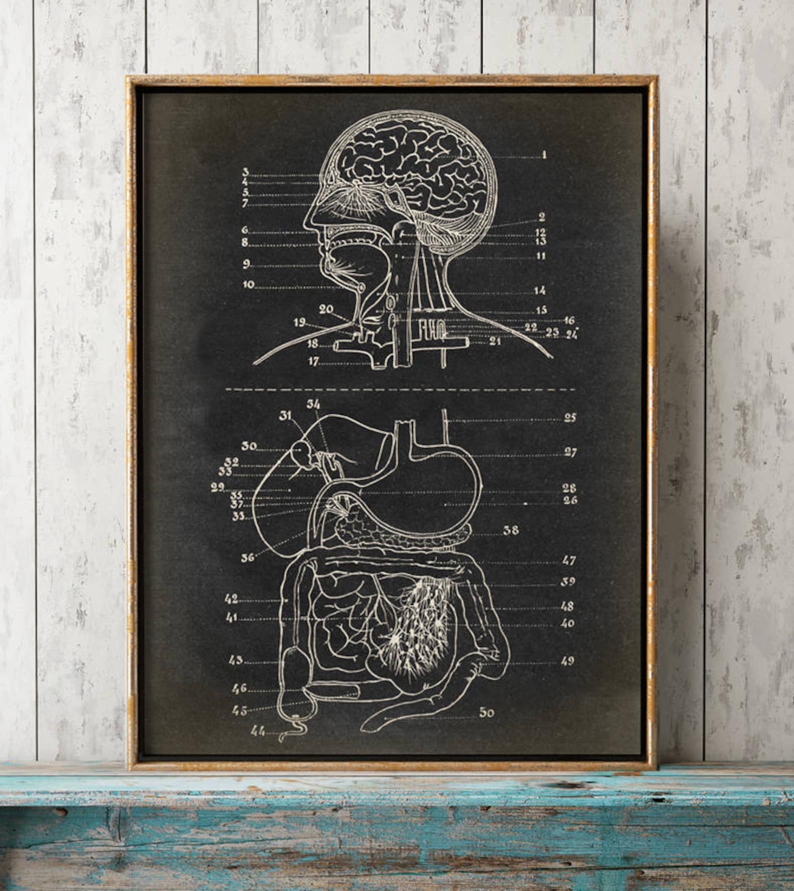 Digestive System Anatomy Poster: Vintage Medical Art Print - Etsy