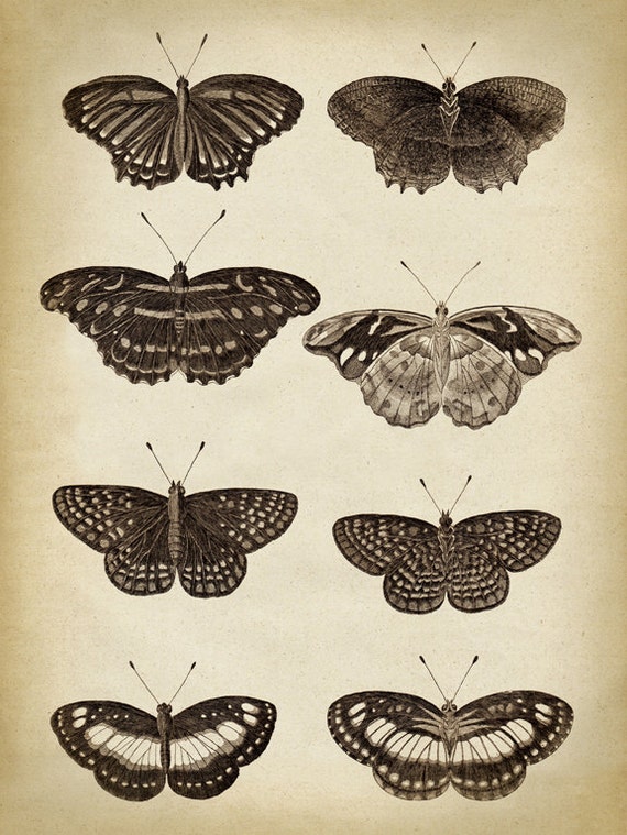 Butterfly Chart Poster