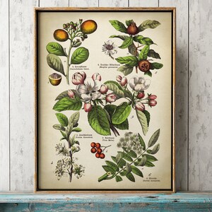 May include: A framed vintage botanical print showcasing detailed illustrations of various plants, including fruits, flowers, and leaves. The print is in a gold-coloured frame and includes scientific names.