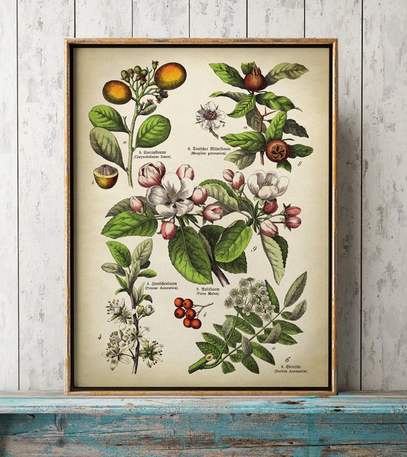 May include: A framed vintage botanical print showcasing detailed illustrations of various plants, including fruits, flowers, and leaves. The print is in a gold-coloured frame and includes scientific names.