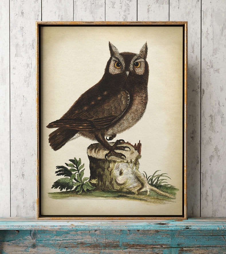 OWL art Print, Nocturnal Bird Poster, vintage aesthetic fall decor, autumn forest inspired home, rus