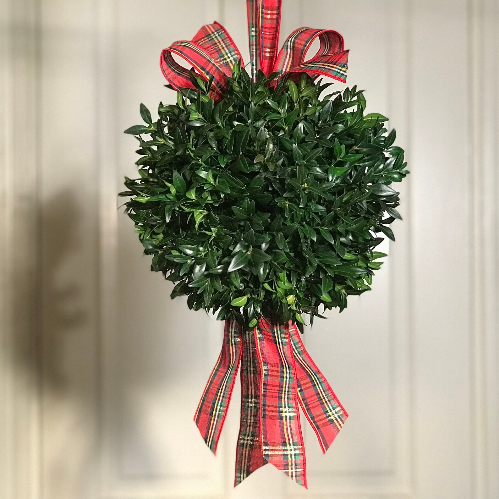 Kissing Ball Fresh Boxwood Kissing Ball Real Boxwood Etsy