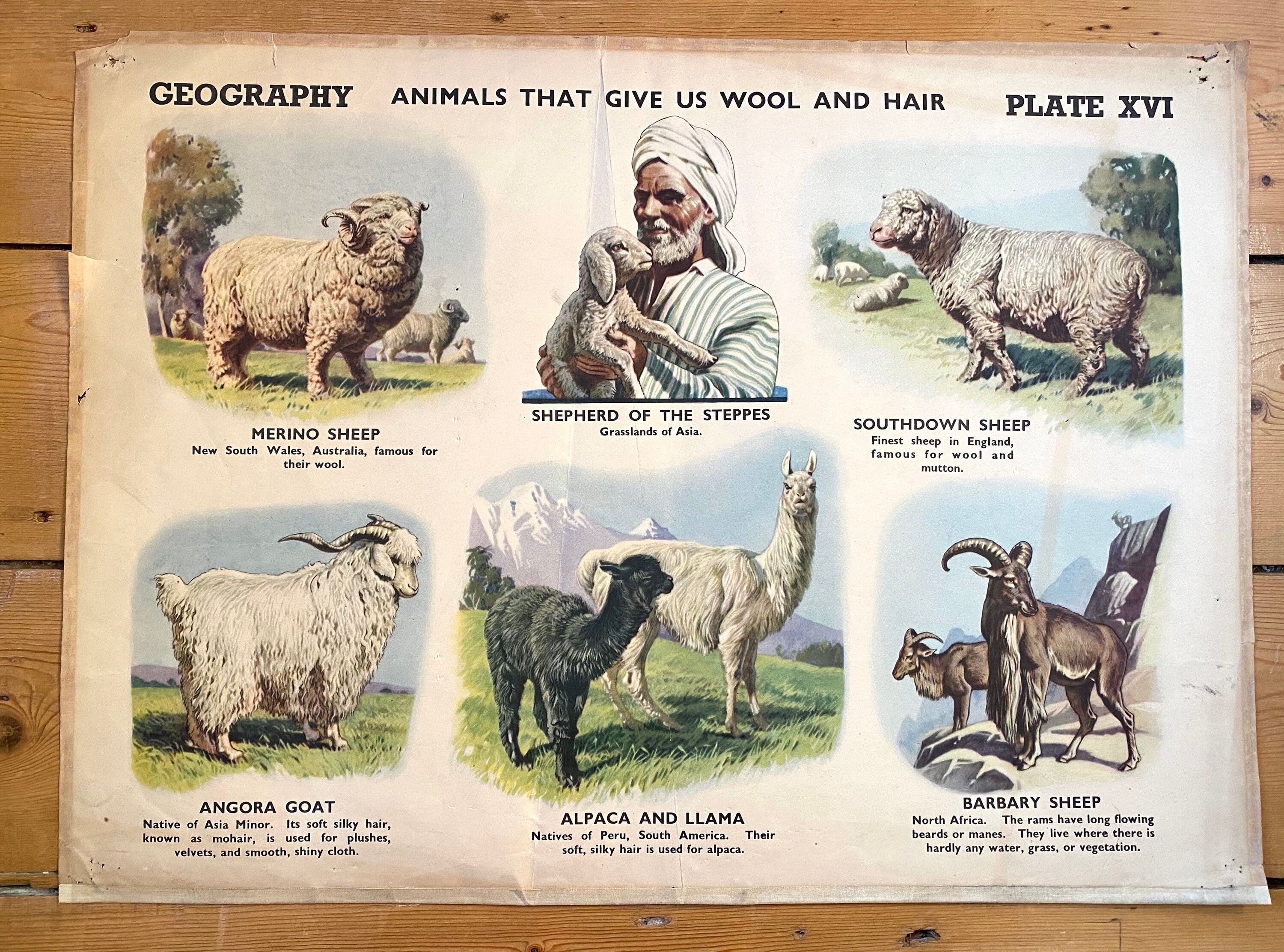 Vintage 1950s/60s Illustrated Educational Wall Poster Animals Etsy